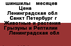 шиншилы 8 месяцев. › Цена ­ 3 000 - Ленинградская обл., Санкт-Петербург г. Животные и растения » Грызуны и Рептилии   . Ленинградская обл.